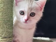 Babykatzen Bengal Mix - Weissach (Tal)