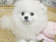 Pomeranian Zwergspitz Rüde, Weiß - Paderborn