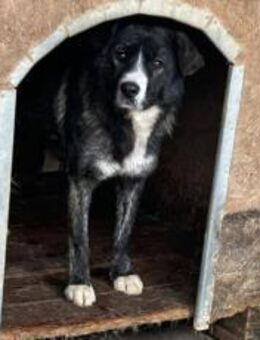 Ruhiges Zuhause gesucht für Bimba - München