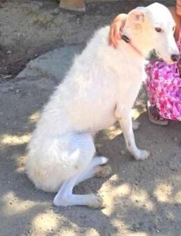 LINO sucht sein Zuhause...... - Kempen