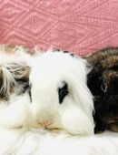 Minilop Zwergwidder lionloop Zwergkanincheb Baby in 81377