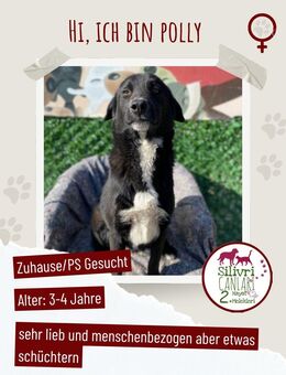 Sanfte Polly sucht ein liebevolles Zuhause - Nürtingen