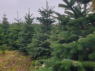 - Weihnachtsbäume - Nordmanntannen - Tannenbaum - jetzt schon aussuchen - Lindern (Oldenburg)