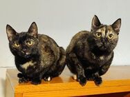 Titika und Kitty aus dem Tierschutz - Grevenbroich