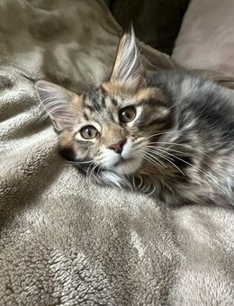 Maine Coon Kater Kitten - Straubing