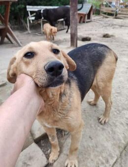 Smiley, fröhliche Hundedame, ca. 4 Jahre - Vaterstetten