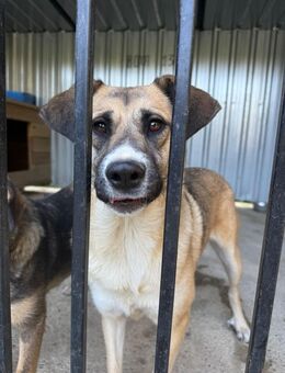 Die hübsche Momo sucht ein zu Hause - Fließem