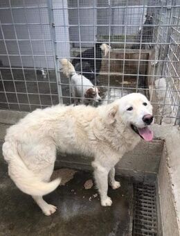 Orazio aus Apulien - Marienfließ