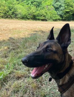 Malinois Junghündin sucht ein Zuhause - Schweinfurt Zentrum