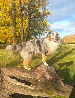 Deckrüde Australian Shepherd bluemerle - München