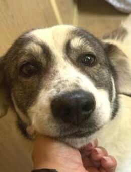 PUFI versteht sich mit allen 🥰 - Hof