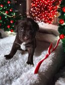 Aussiedor Welpen in 99834