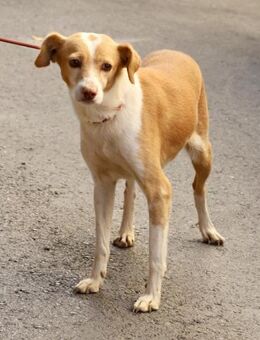 Paris, neugierig, freundlich, offen - Westerholt