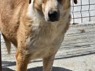 Hübscher RILEY sucht DRINGEND Zuhause - Neuberg