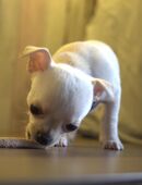 Chihuahua Welpen suchen Traumzuhause in 45966