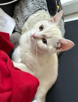 Süßer Kater in liebe volle Hände abzugeben - Freital