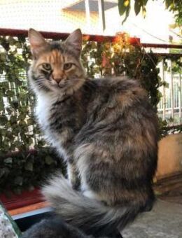 Wunderschöne Masha sucht ihr Zuhause - Margetshöchheim