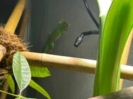 2 Madagaskar geckos - Dresden