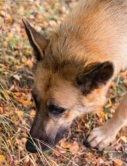 FENTE - voll Spannung in den Tag starten - Overath