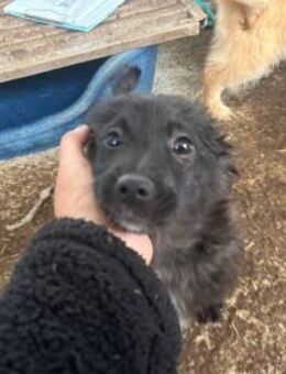 Beky ist unser kleine Kuschelmaus 🐾 - Elsdorf (Nordrhein-Westfalen)