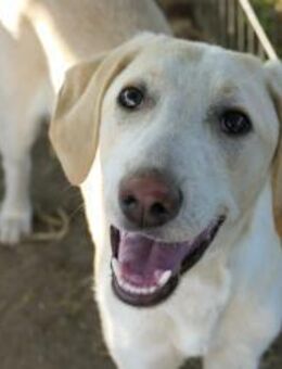 aufgeweckte Ollivander sucht - Kallmünz