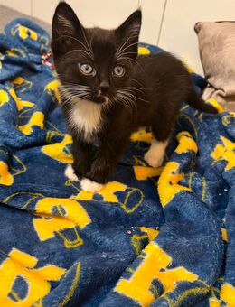 Verspielte aktive baby Katze - Köln