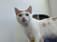 Kater Roko sucht sein Spieleparadies - Ellerbek
