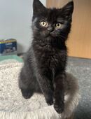 Zwei schwarze Kätzchen abzugeben in 26125