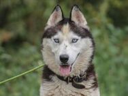 Mochikan Husky Rüde 3 Jahre alt in HU - Reutlingen