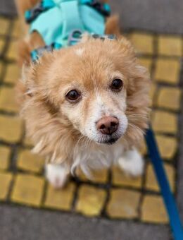 Chia sucht ein neues Zuhause - Schwabach