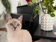 Britisch Kurzhaar kitten - Aachen