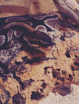 Verkaufe Königspython - Belm