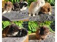 Zwergkaninchen Zwergwidder Kaninchen abzugeben in 06449