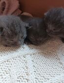 * Super süße graue Kitten Mischlinge zu verkaufen * in 53809