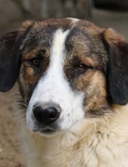 Pitt, geb. ca. 05/2021, Griechenland - Markdorf