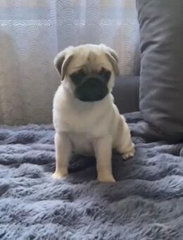 Mops Welpe update - Bremen