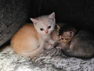 4 BKH Kitten - Backnang