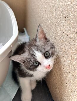 🐾 Wunderschönes Kitten zu verkaufen 🐾 - Simmozheim