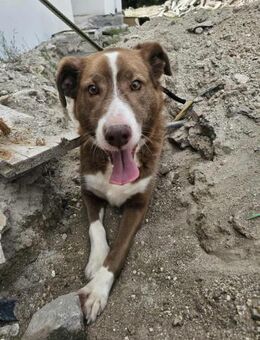 Menschenbezogener Jack - Eichenzell