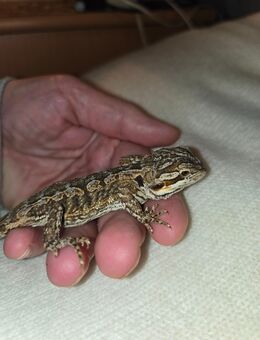 Junge Bartagame - Brandenburg (Havel)