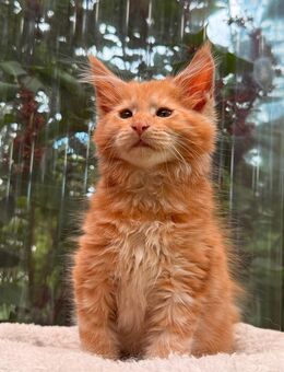 Maine Coon Kitten Katze Black Tortie Split Face und Kater Rot - Bad Pyrmont