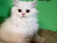 Perserkitten in 71229