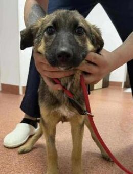Welpenmädchen Lilo sucht ein Körbchen - Großefehn