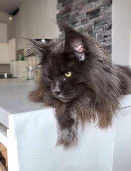 Wunderschöne Maine Coon Katze aus einer professionellen Zucht! - Barßel