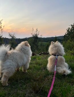Pomeranian/Zwergspitz Wurfankündigung - Gummersbach