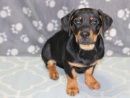 Abgabebereit Rottweiler - Pinscher - Mix - Korbach (Hansestadt)