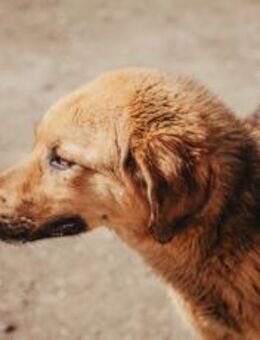 Jupi ist bereit für sein neues Leben - München