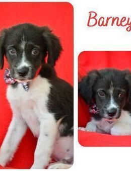 Barney - Wendelstein