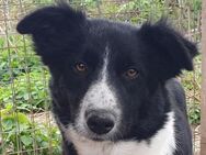 JASMIN-2 jähr., wunderschöne Hündin,56cm - Rösrath