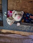 Frettchen Rüde und Fähe in 46045